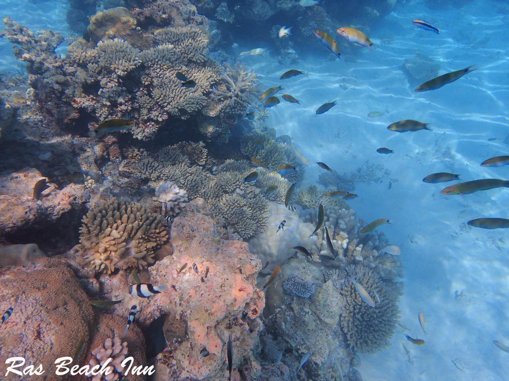 Ras Beach Inn Rasdhoo Ngoại thất bức ảnh