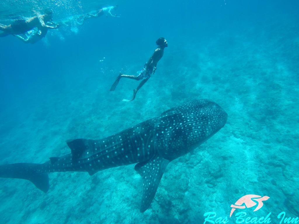 Ras Beach Inn Rasdhoo Ngoại thất bức ảnh