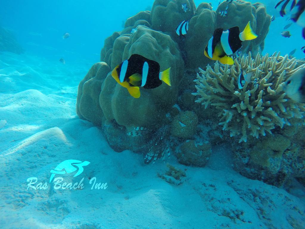 Ras Beach Inn Rasdhoo Ngoại thất bức ảnh