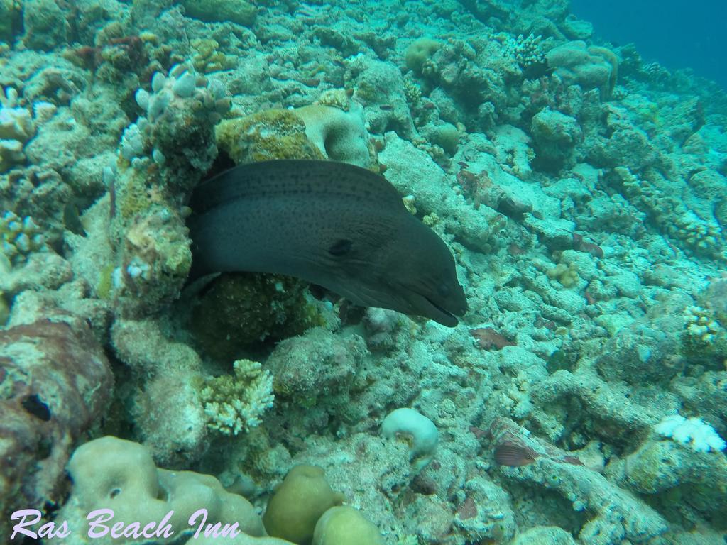 Ras Beach Inn Rasdhoo Ngoại thất bức ảnh